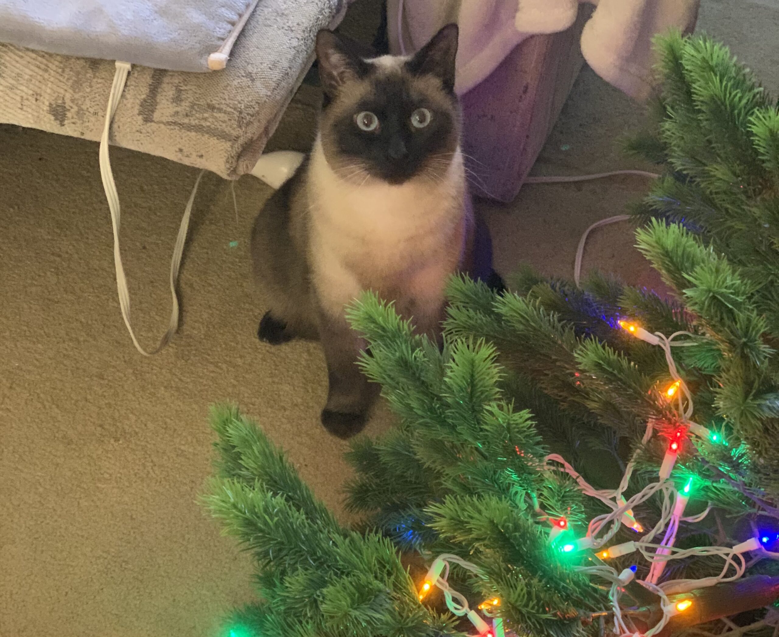 Siamese Cat Knocked Over Christmas Tree